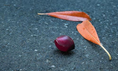 Close-up of red berries on road