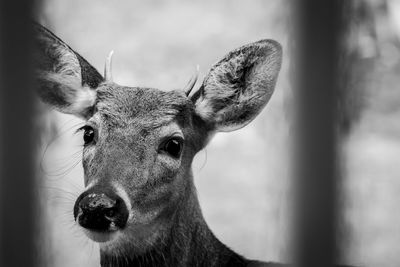 Close-up portrait of deer