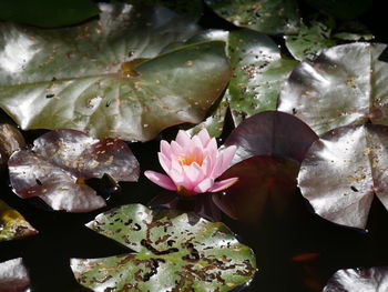 Close-up of pink flowers