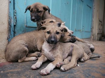 Close-up of puppies sitting on footpath