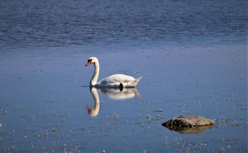 Swimming swan mirroring in the water.