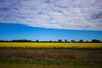 Scenic view of field against sky