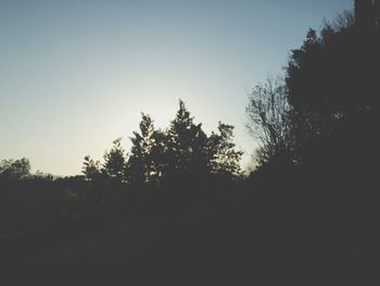 Low angle view of trees against clear sky