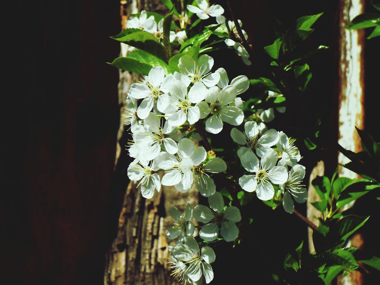 growth, flower, plant, leaf, freshness, fragility, nature, close-up, built structure, green color, white color, beauty in nature, architecture, building exterior, focus on foreground, potted plant, growing, blooming, house, stem