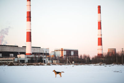 Dog standing on snow covered land