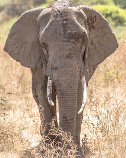 Close-up of elephant