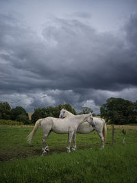 Horse grazing on field against sky