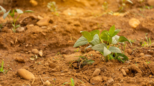 Close-up of plant growing on field