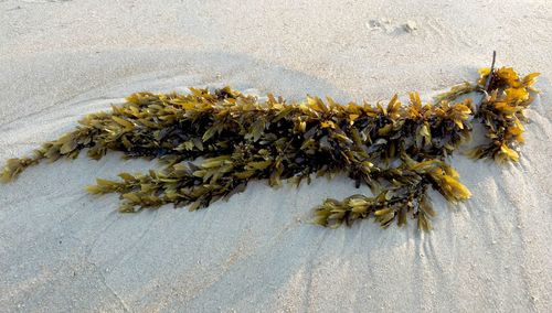 High angle view of seaweed at beach