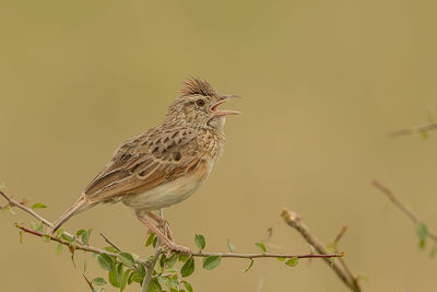 Close-up of bird perching on branch