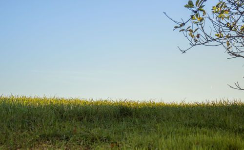 Scenic view of field against clear sky