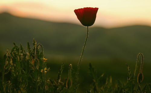Close-up of poppy flower on field during sunset