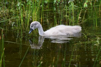 Swan swimming in lake