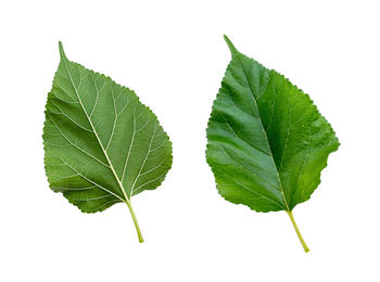 Close-up of leaves against white background