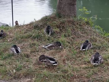 View of birds on land