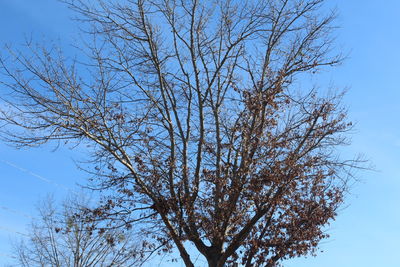 Low angle view of tree against clear sky