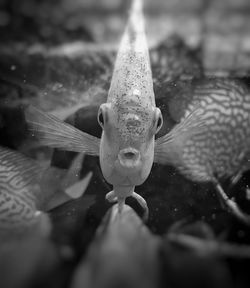 Close-up of fish swimming in water