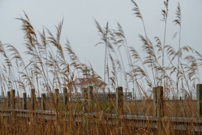 Close-up of grass on field against sky