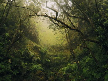 Trees and plants in forest