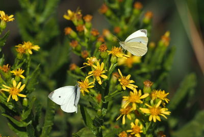 Close-up of butterfly pollinating on flower