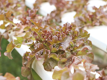 Close-up of white rose on plant