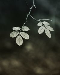 Close-up of leaves on plant