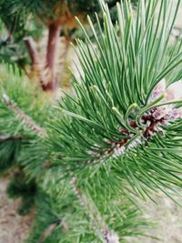 Close-up of pine tree growing in garden