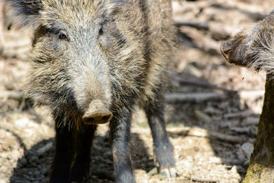 Close-up wild boar on field