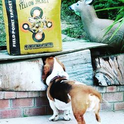 View of dog standing on wood