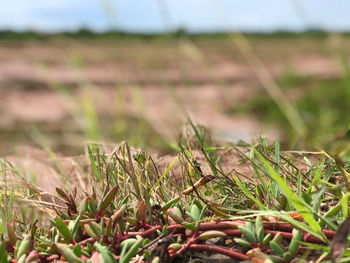 Close-up of crop growing on field