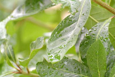 Close-up of wet plant leaves