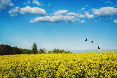 Scenic view of oilseed rape field against sky