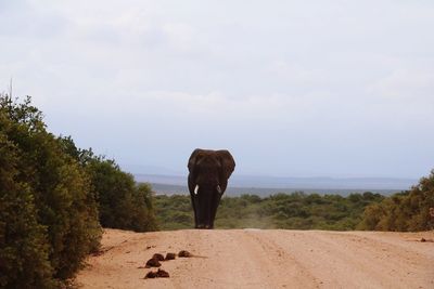 Rear view of elephant on landscape against sky