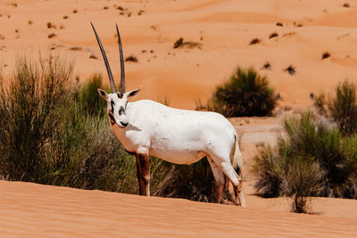 Gemsbok standing on desert