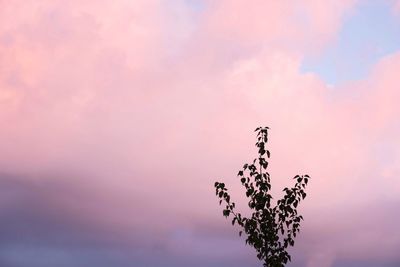 Low angle view of pink plant against sky