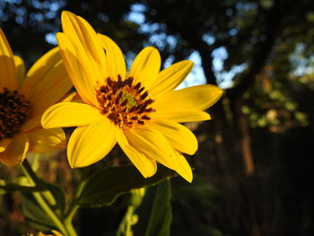 Close-up of yellow flowers