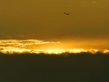 Silhouette of bird flying in sky during sunset