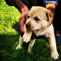 Close-up of dog on grassy field