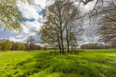 Trees on field against sky