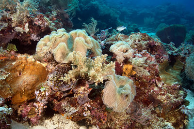 Fish swimming in sea