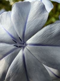 Close-up of white flowering plant