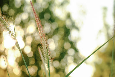 Close-up of stalks against blurred background