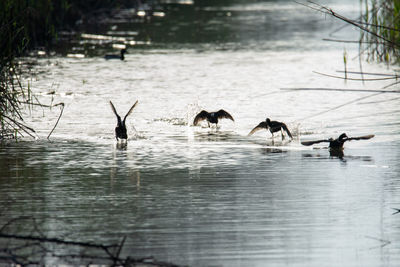 Common coot, fulica atra flock of wild water bird  taking flight, among reeds and reeds,wildlife 