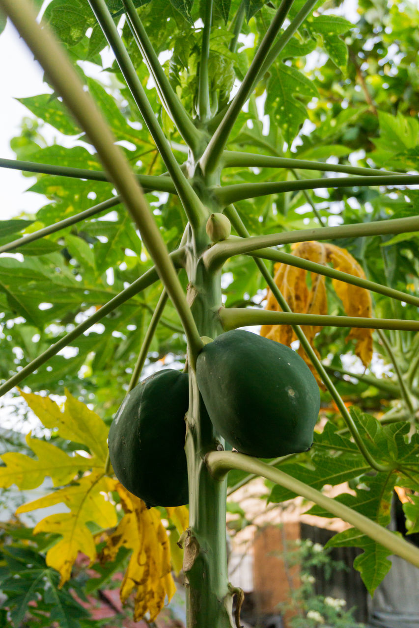 LOW ANGLE VIEW OF FRUIT TREE