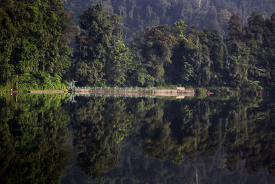 Scenic view of lake by trees in forest