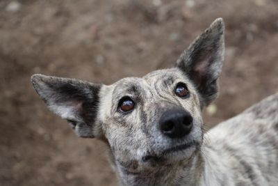 Close-up of dog