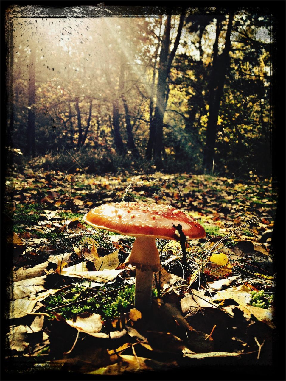 growth, plant, transfer print, auto post production filter, nature, tree, close-up, field, wood - material, outdoors, day, tranquility, no people, growing, grass, green color, sunlight, front or back yard, old, abandoned