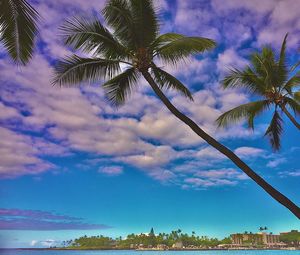 Low angle view of coconut palm trees against sky