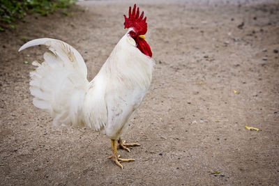 Close-up of rooster on field