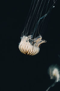 Close-up of jellyfish swimming in sea